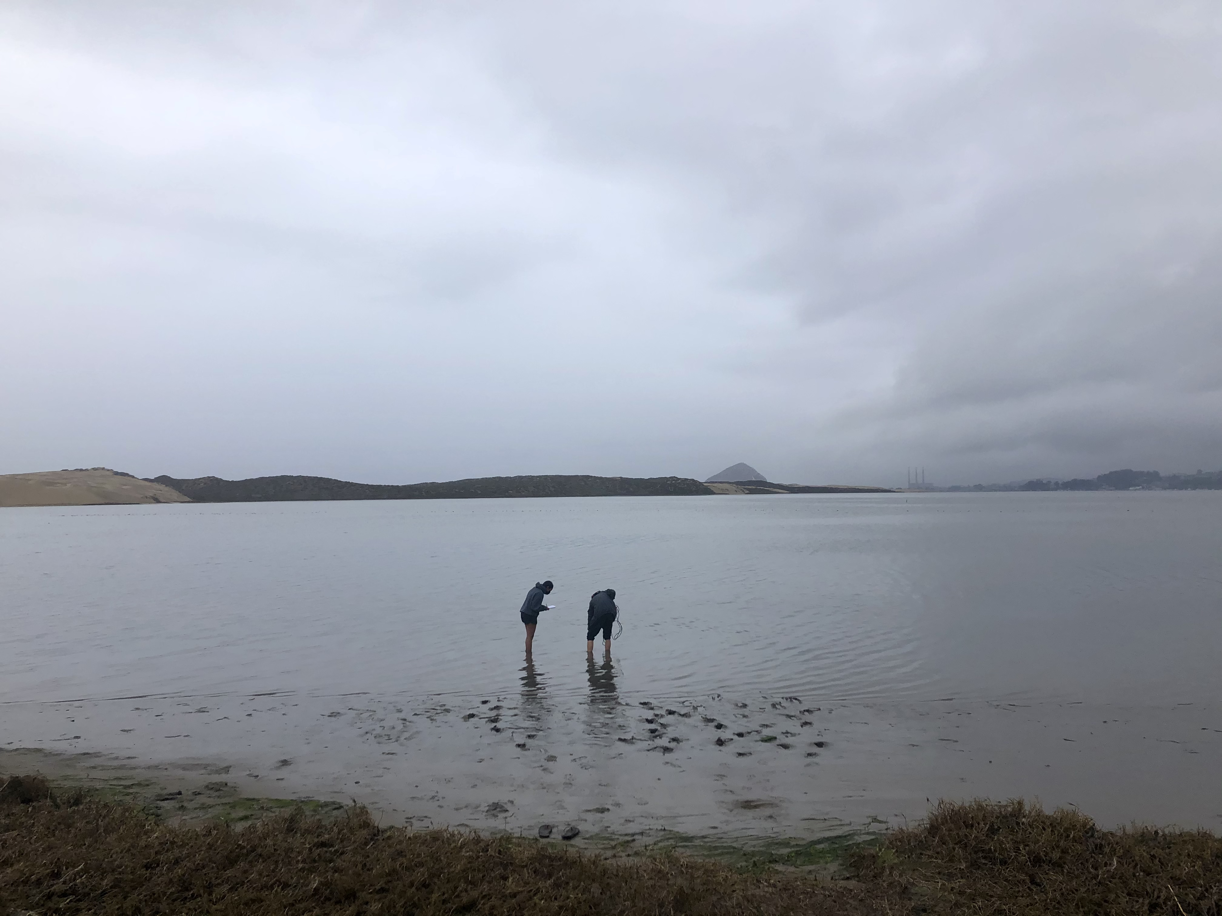 Wading into Morro Bay estuary to collect surface water samples.